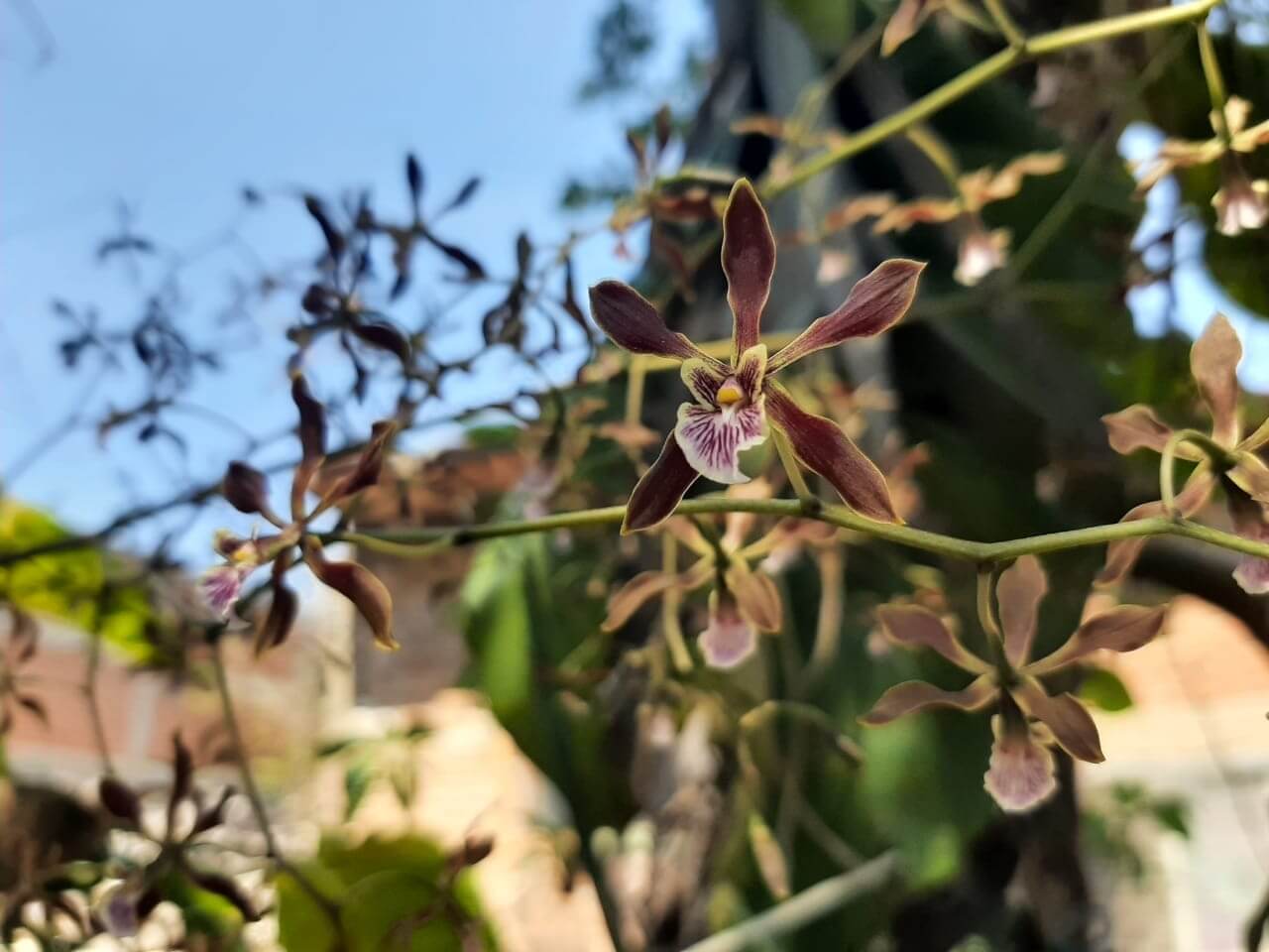 Encyclia spatella